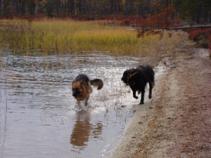 dogs-1